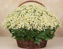 Цветочная композиция из Ромашки в корзине #REPLACE_PRED# Еткуль