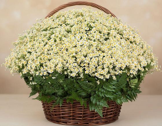 Цветочная композиция из Ромашки в корзине в Еткуль