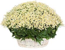 Цветочная композиция из Ромашки в корзине #REPLACE_PRED# Еткуль